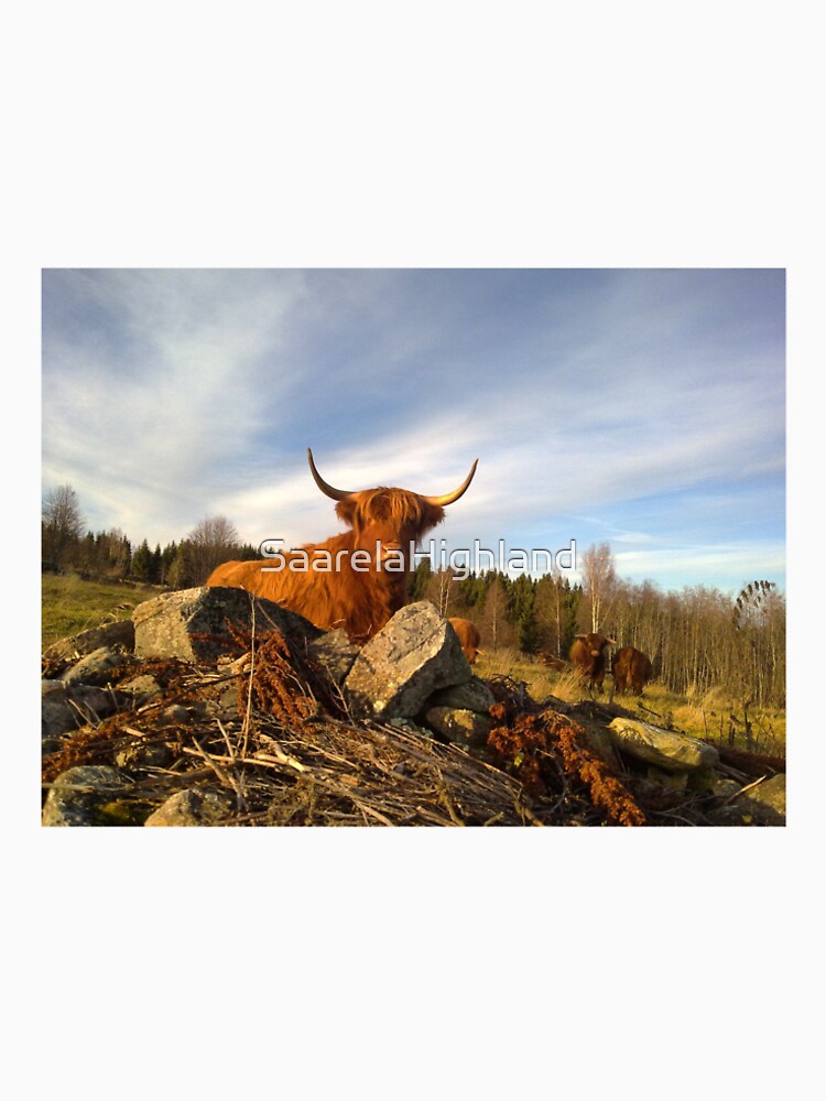 Scottish Highland Cattle Cows 1003 by SaarelaHighland