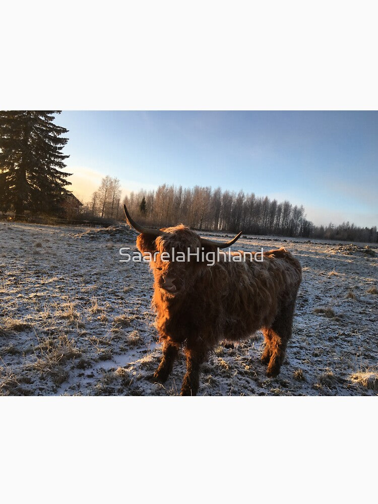 Scottish Highland Cattle Cow 1011 by SaarelaHighland