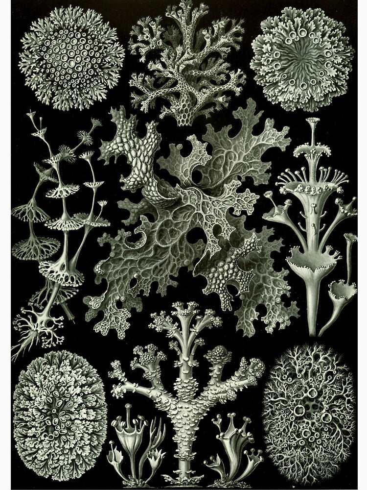 Natural History Lichen by BlueSpecsStudio