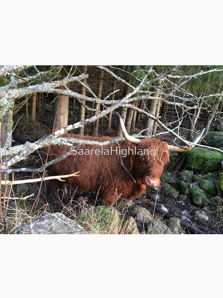 Scottish Highland Cattle Cow 1007 by SaarelaHighland