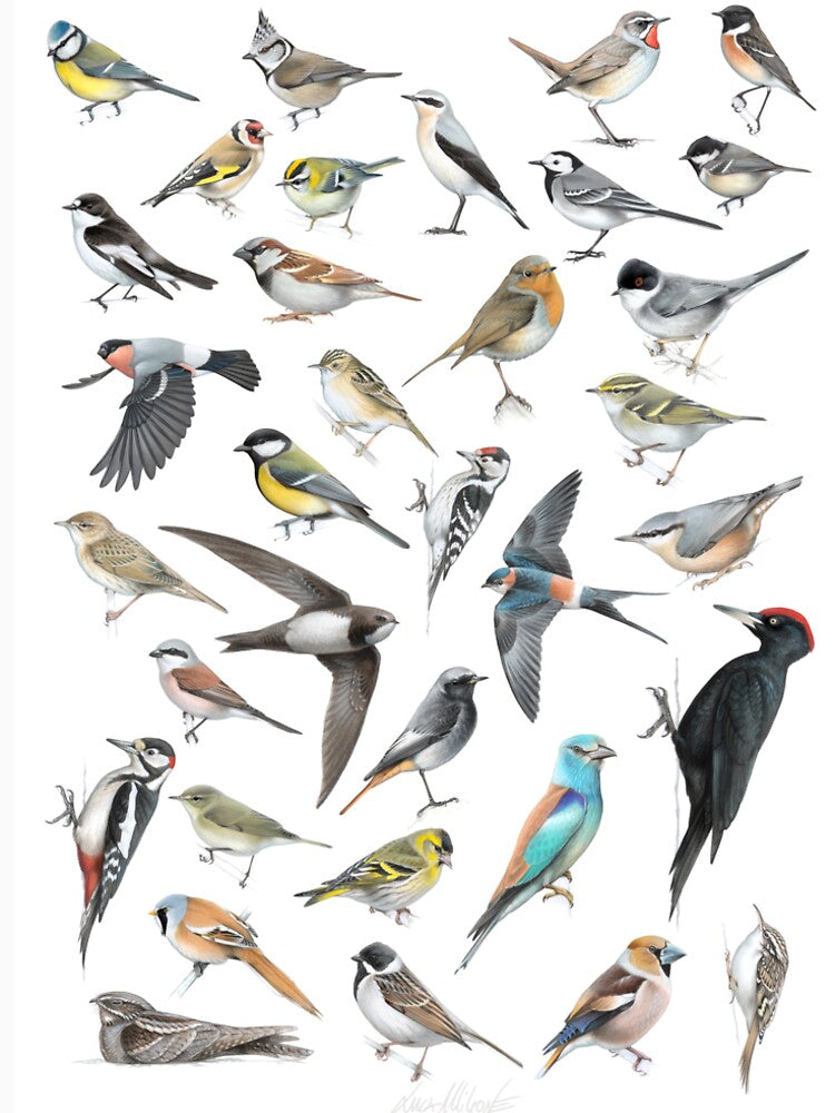 European birds collage by LucaMilioneArt
