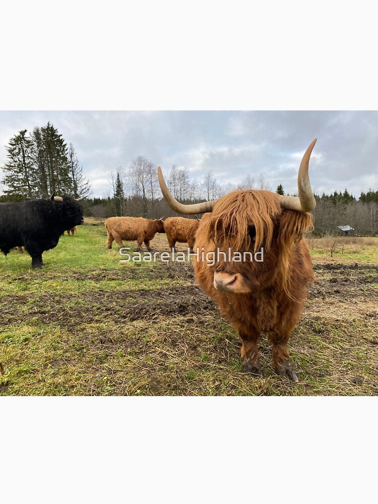 Scottish Highland Cattle Cow 3063 by SaarelaHighland