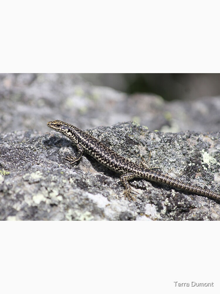 Grand Skink by Terra Dumont