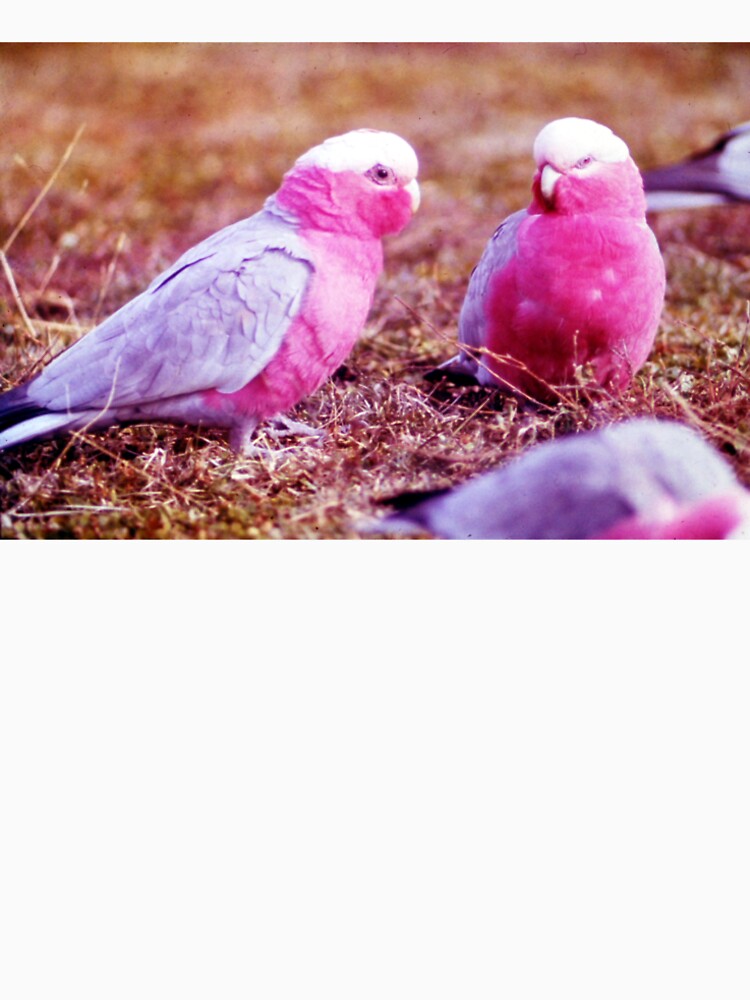 Pink birds by bbKreativo