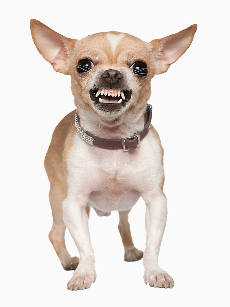 Chihuahua by alwaystaylittle