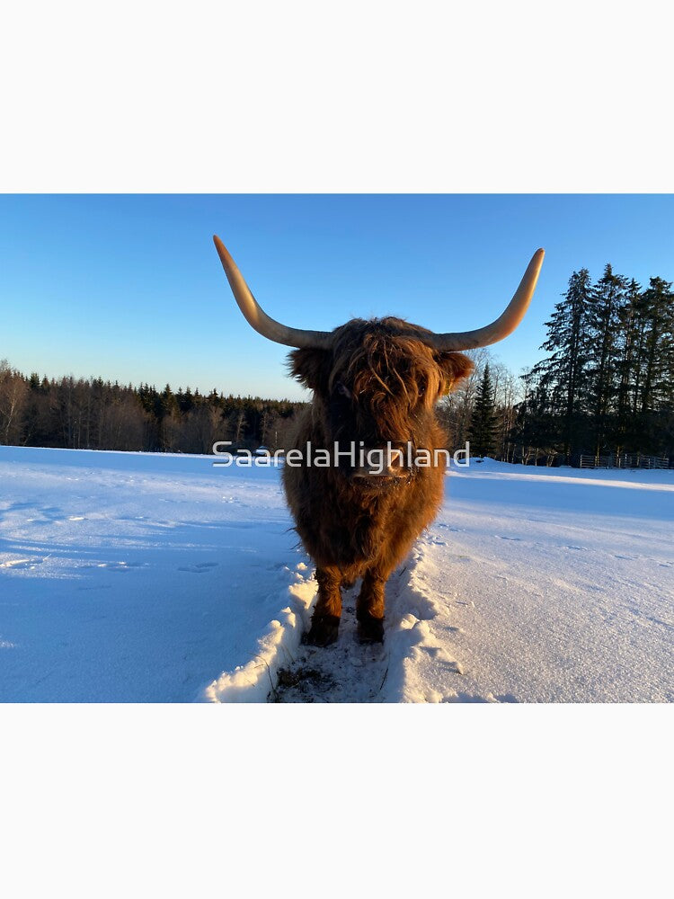 Scottish Highland Cattle Cow 3187 by SaarelaHighland