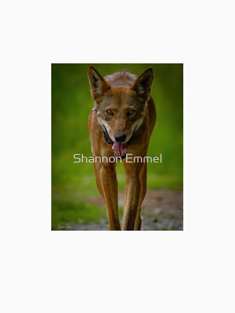 Endangered Red Wolf Approaching by Shannon Emmel