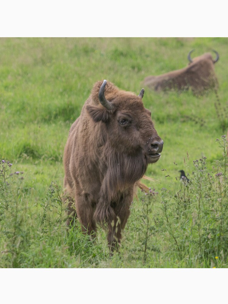 European Bison by Conservation Art Emporium