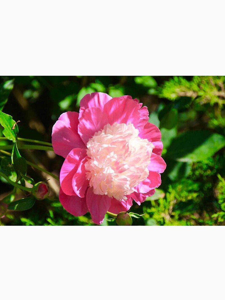 Pink Flower 1 by LisaMPierce1990