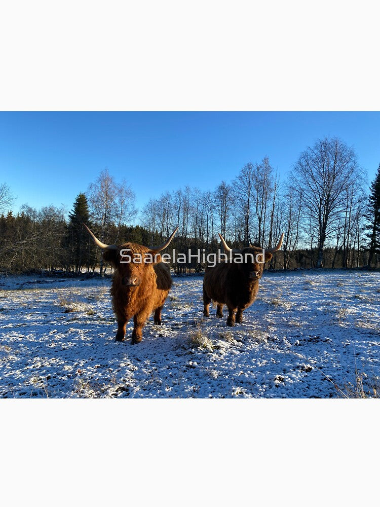 Scottish Highland Cattle Cows 3064 by SaarelaHighland