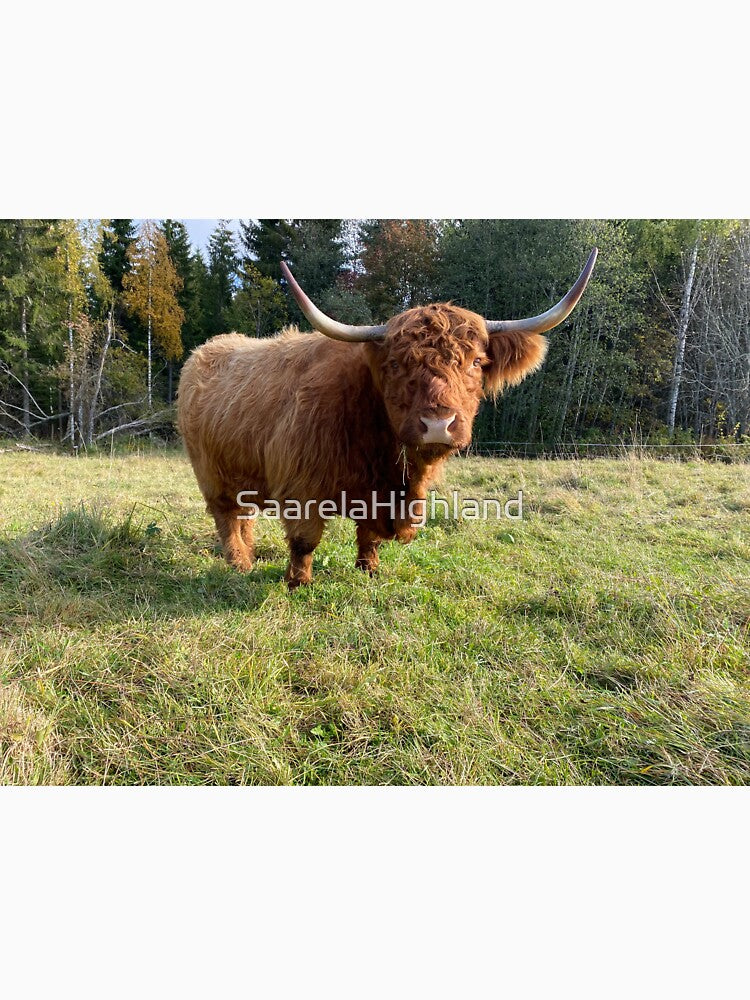 Scottish Highland Cattle Cow 2998 by SaarelaHighland
