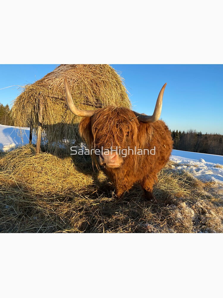 Scottish Highland Cattle Cow 3194 by SaarelaHighland