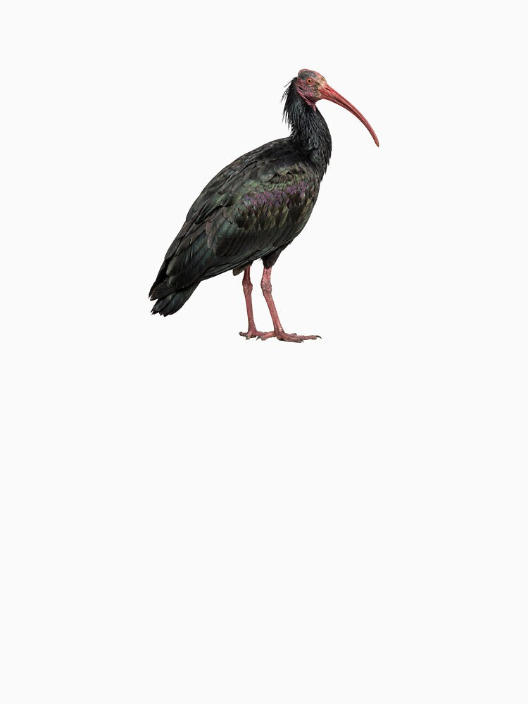Northern Bald Ibis by ArunDandiboina