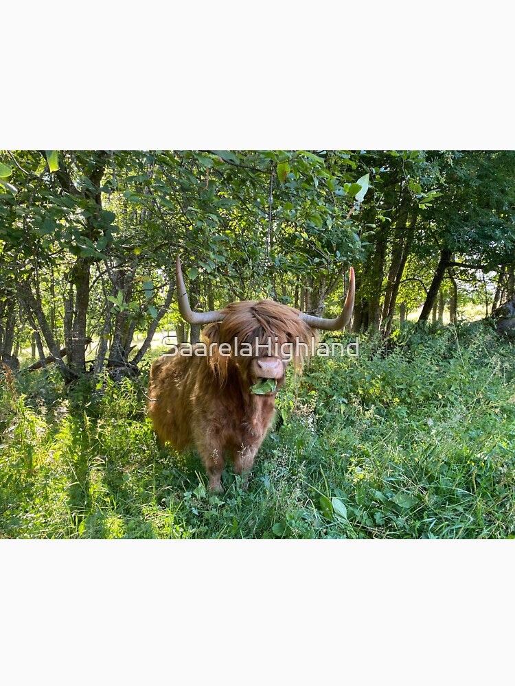 Scottish Highland Cattle Cow 2916 by SaarelaHighland