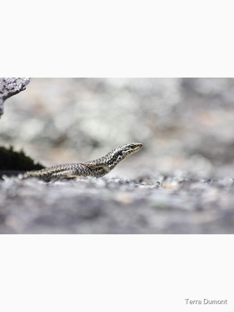 Grand skink - sunbathing by Terra Dumont