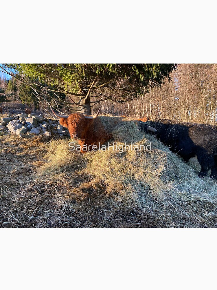 Scottish Highland Cattle Cow 3071 by SaarelaHighland