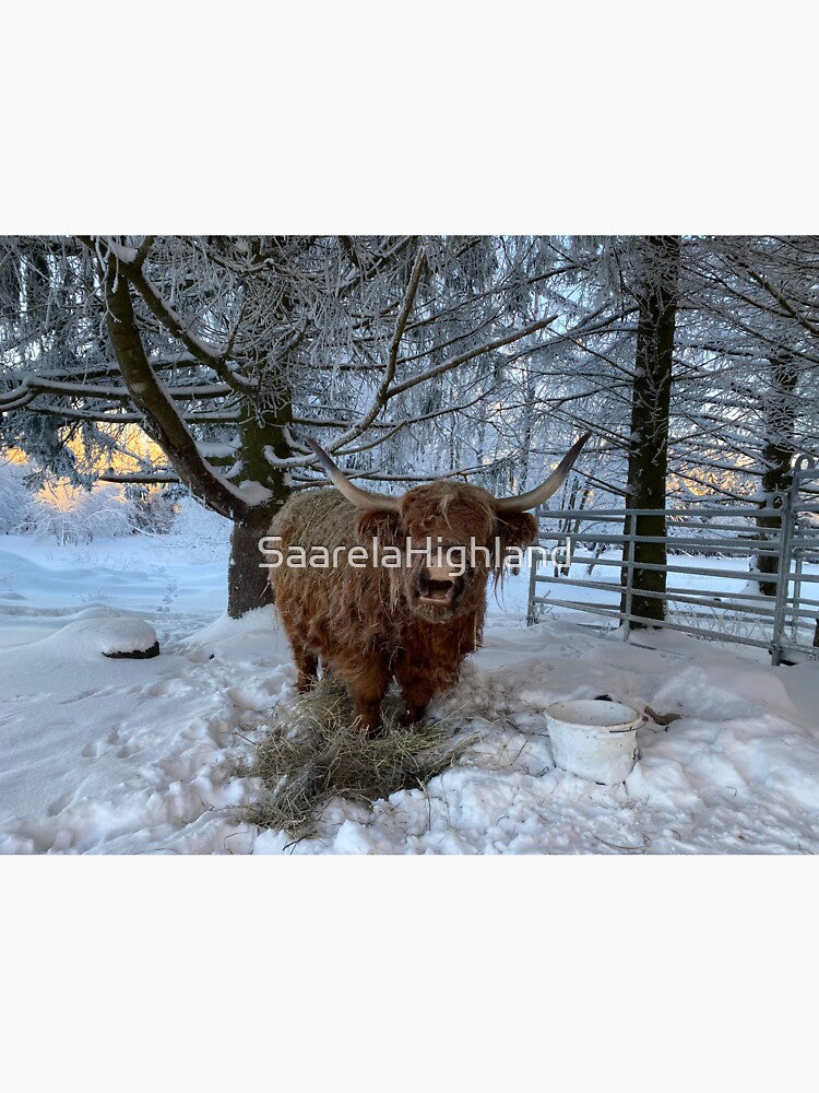 Scottish Highland Cattle Cow 3167 by SaarelaHighland