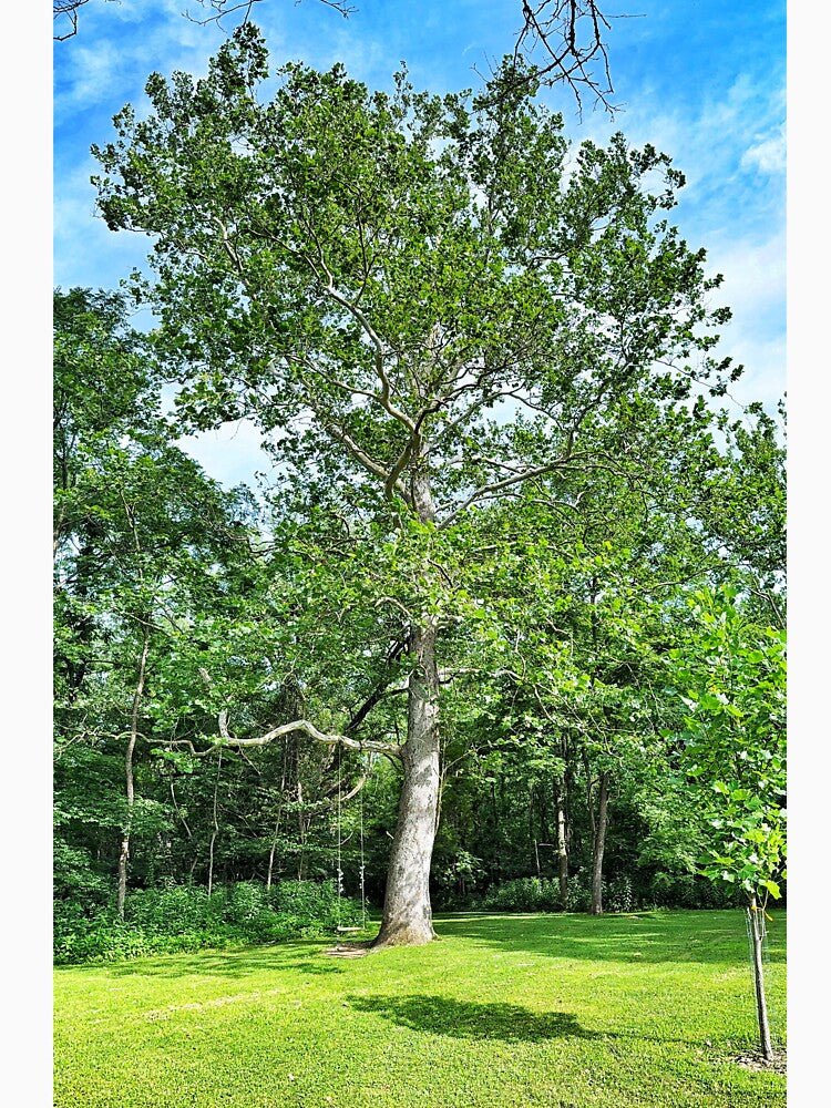 Big Tree with Rope Swing on a Sunny Summer Day by Dynahgrl