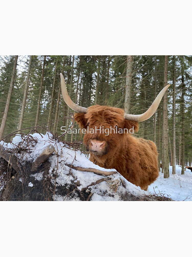 Scottish Highland Cattle Cow 3173 by SaarelaHighland