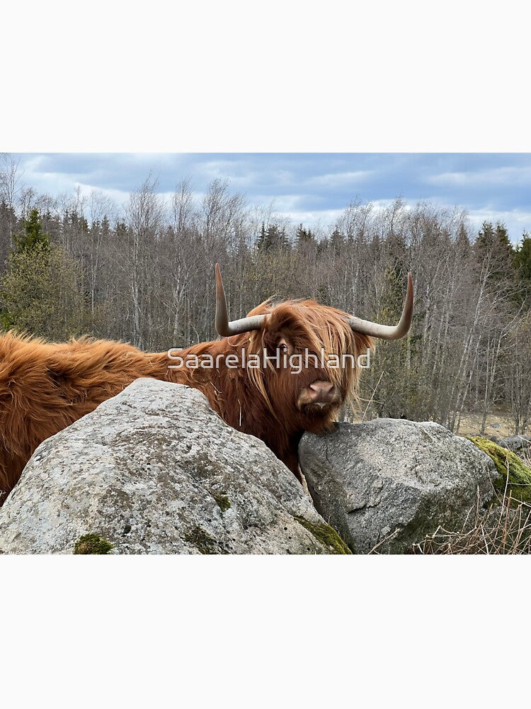Scottish Highland Cattle Cow with cool hair 3327 by SaarelaHighland