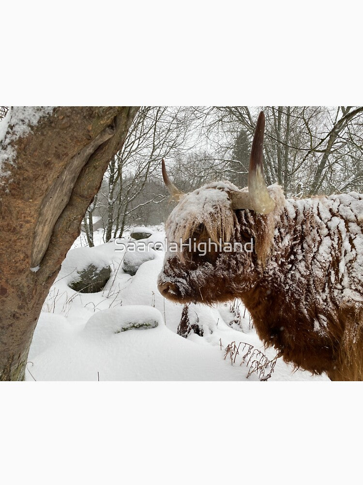 Scottish Highland Cattle Cow in snow 3094 by SaarelaHighland