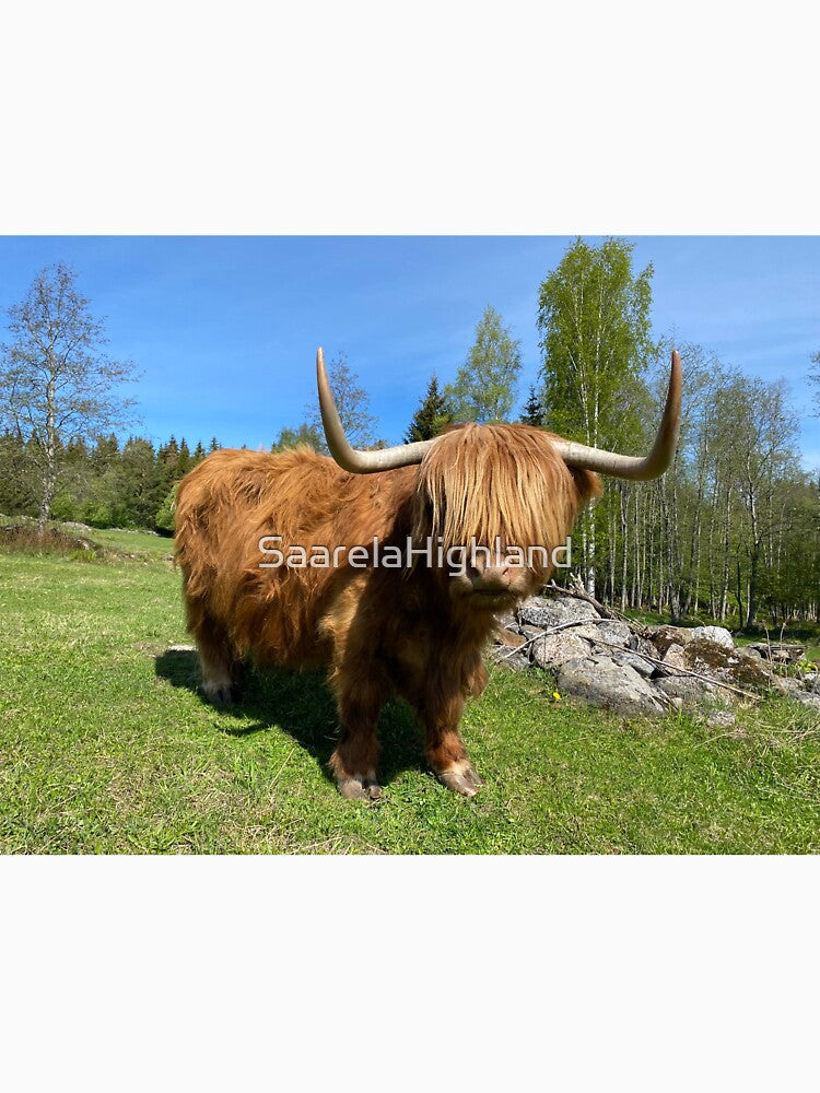Scottish Highland Cattle Cow 3350 by SaarelaHighland