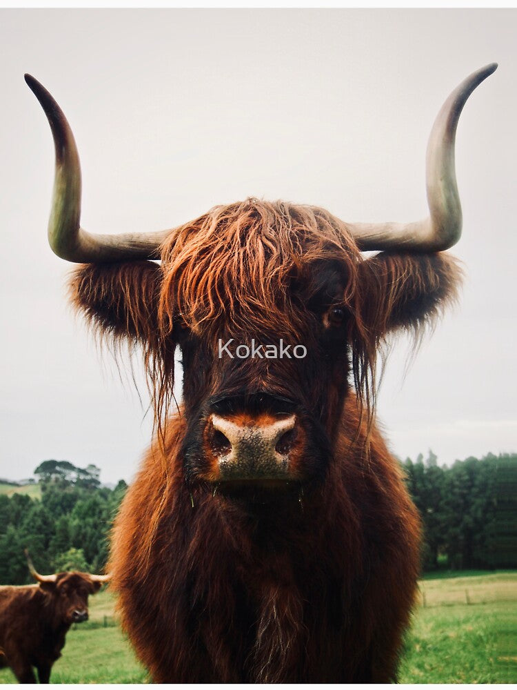 Highland by Kokako