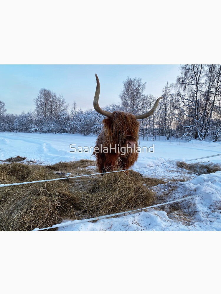 Scottish Highland Cattle Cow in snow 2717 by SaarelaHighland