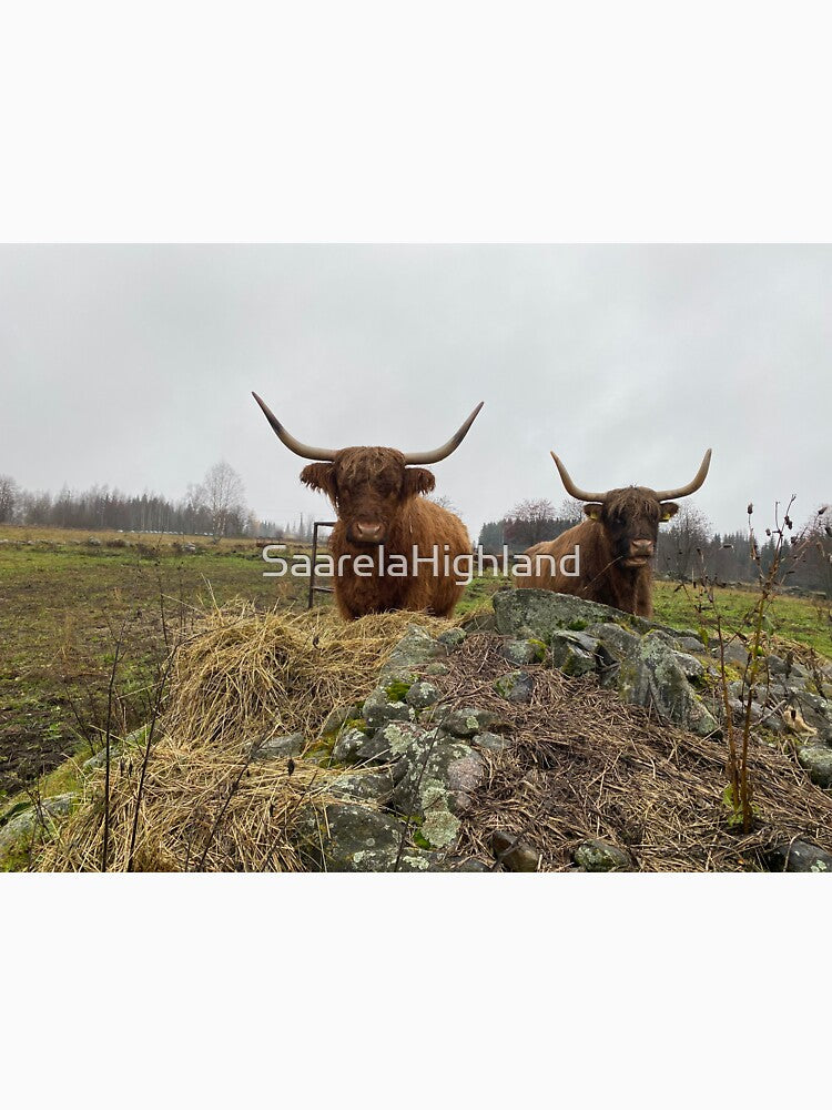 Scottish Highland Cattle Cows 3047 by SaarelaHighland
