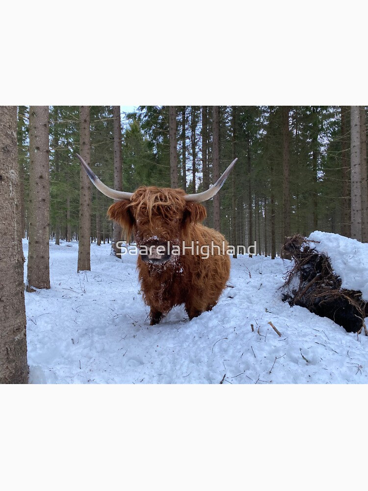 Scottish Highland Cattle Cow 3177 by SaarelaHighland