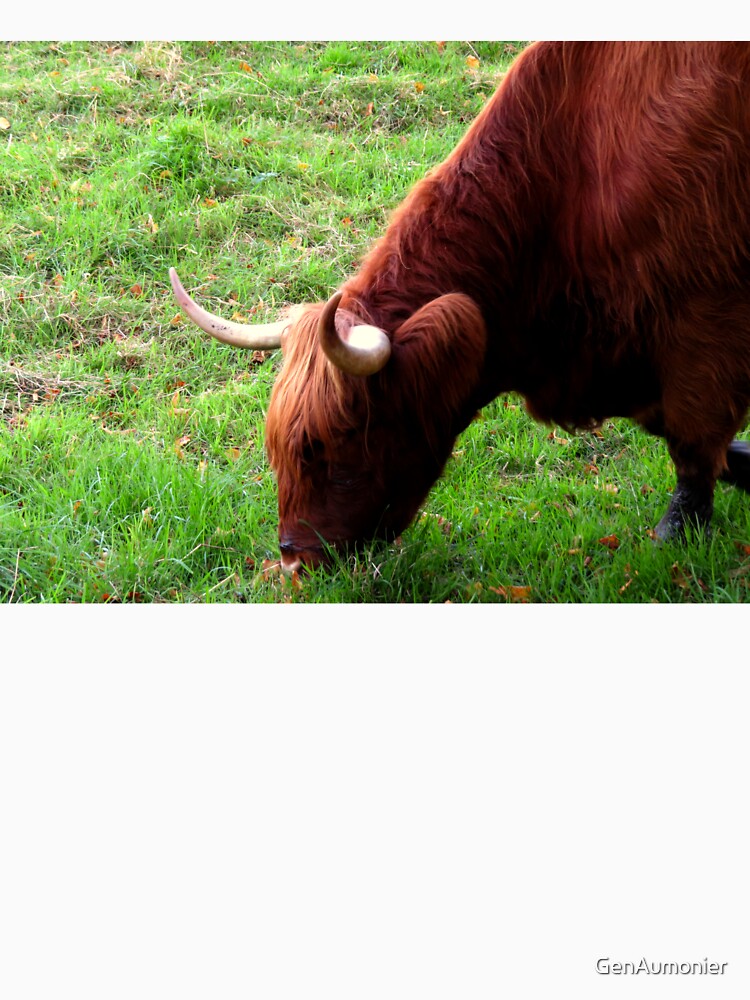 Grazing Highland Coo - Photograph by GenAumonier