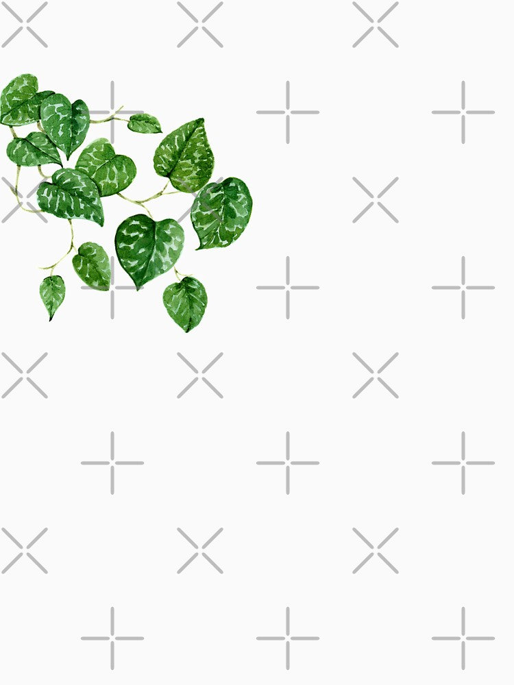 Scindapsus plant/ pothos manjula by PetitMartin