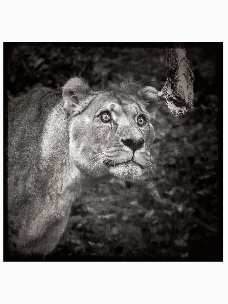 Lion Black & White by Conservation Art Emporium