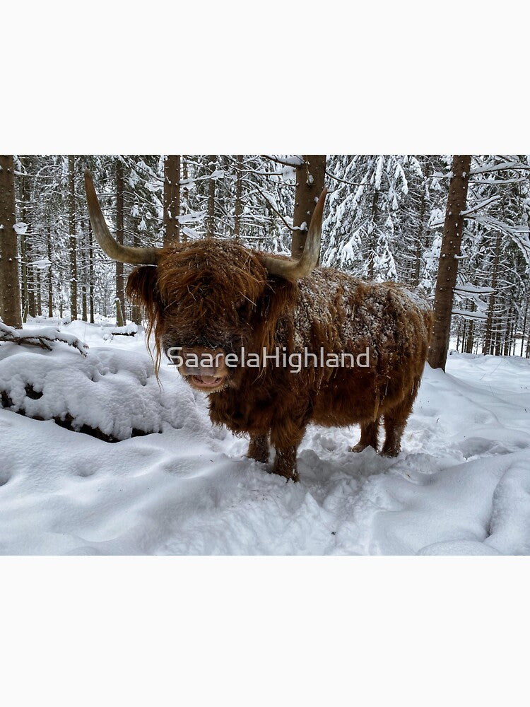 Scottish Highland Cattle Cow in snow 2710 by SaarelaHighland