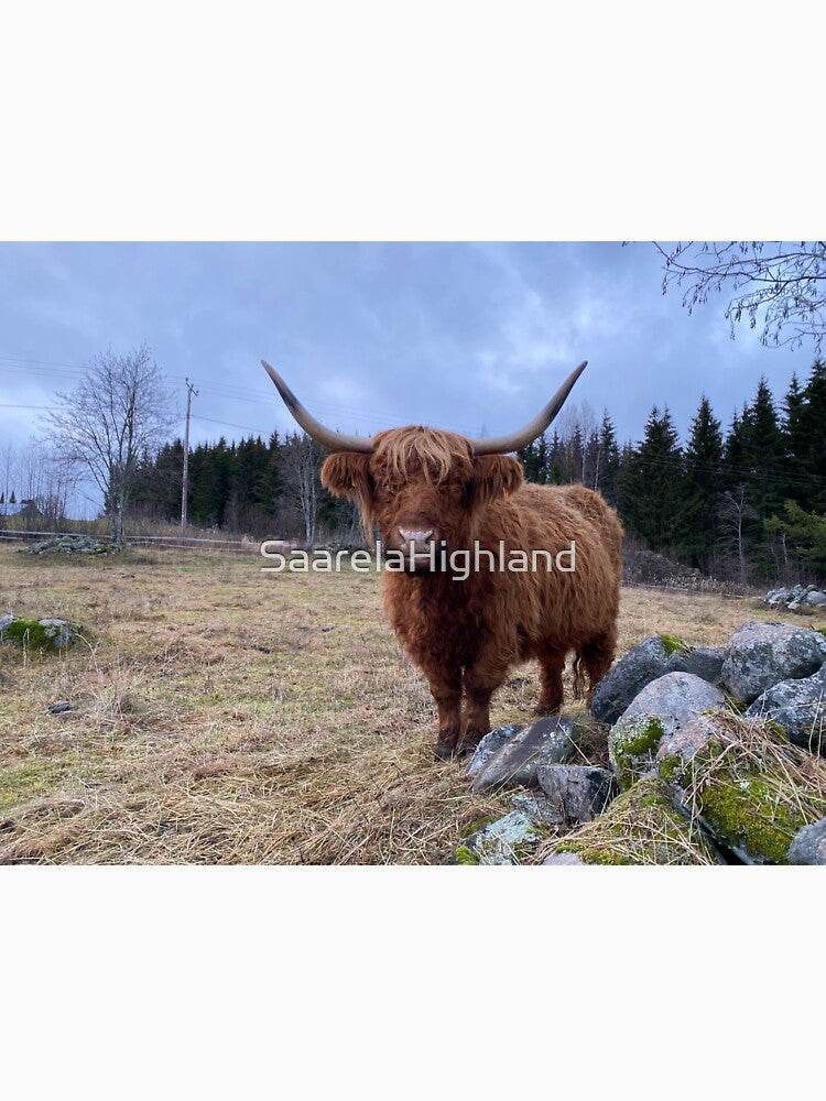 Scottish Highland Cattle Cow 3084 by SaarelaHighland