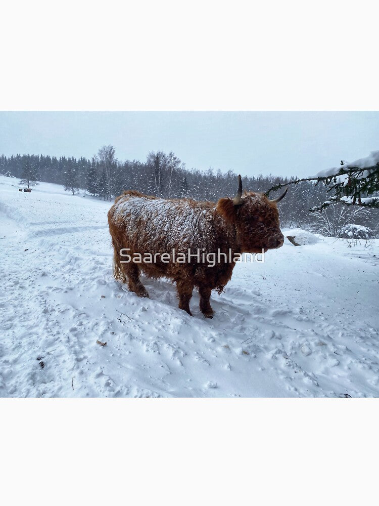 Scottish Highland Cattle Cow in snow 2739 by SaarelaHighland