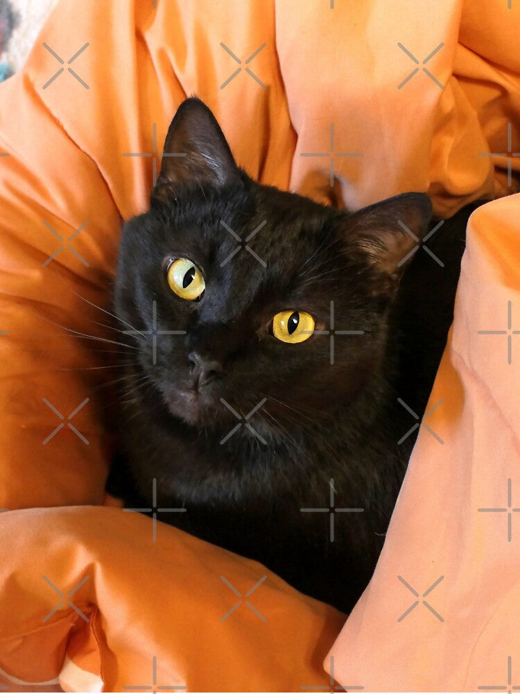 Cute Black Cat by Frankie Cat Photography