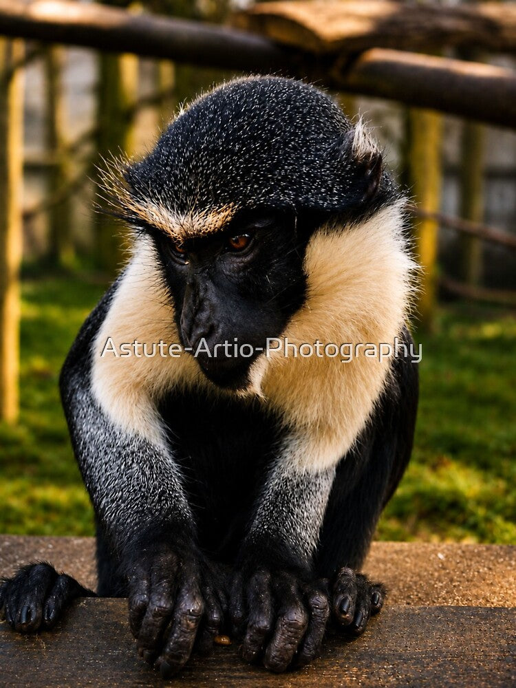 Roloway monkey deep in contemplation by Astute-Artio-Photography