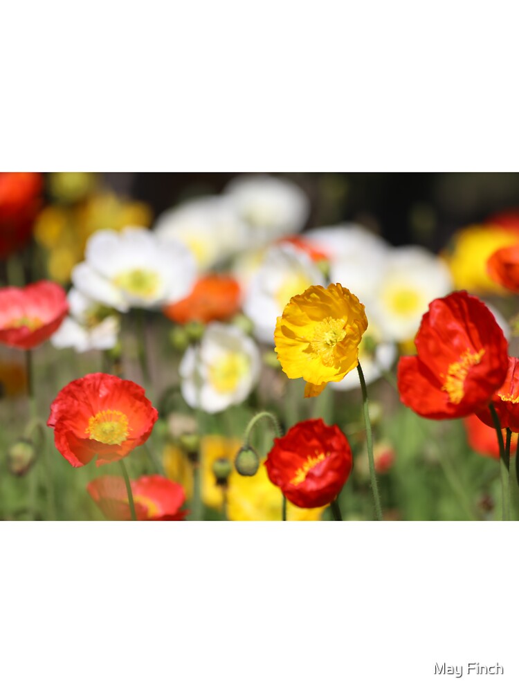 Iceland Poppies by May Finch