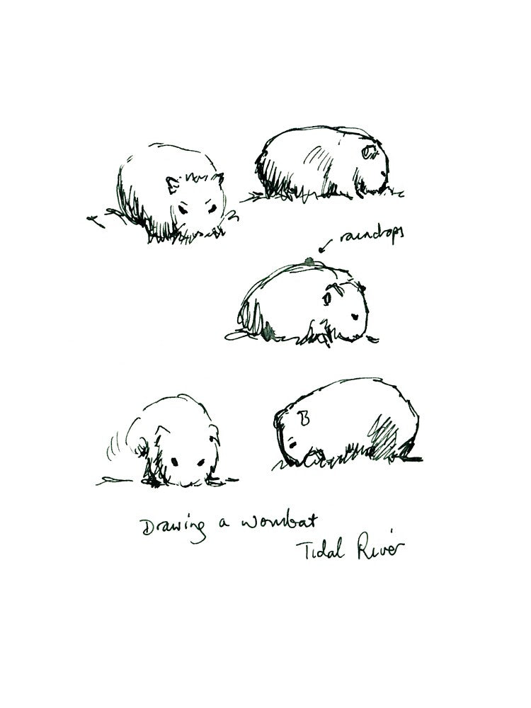 Drawing a Wombat, Tidal River by Paula Peeters