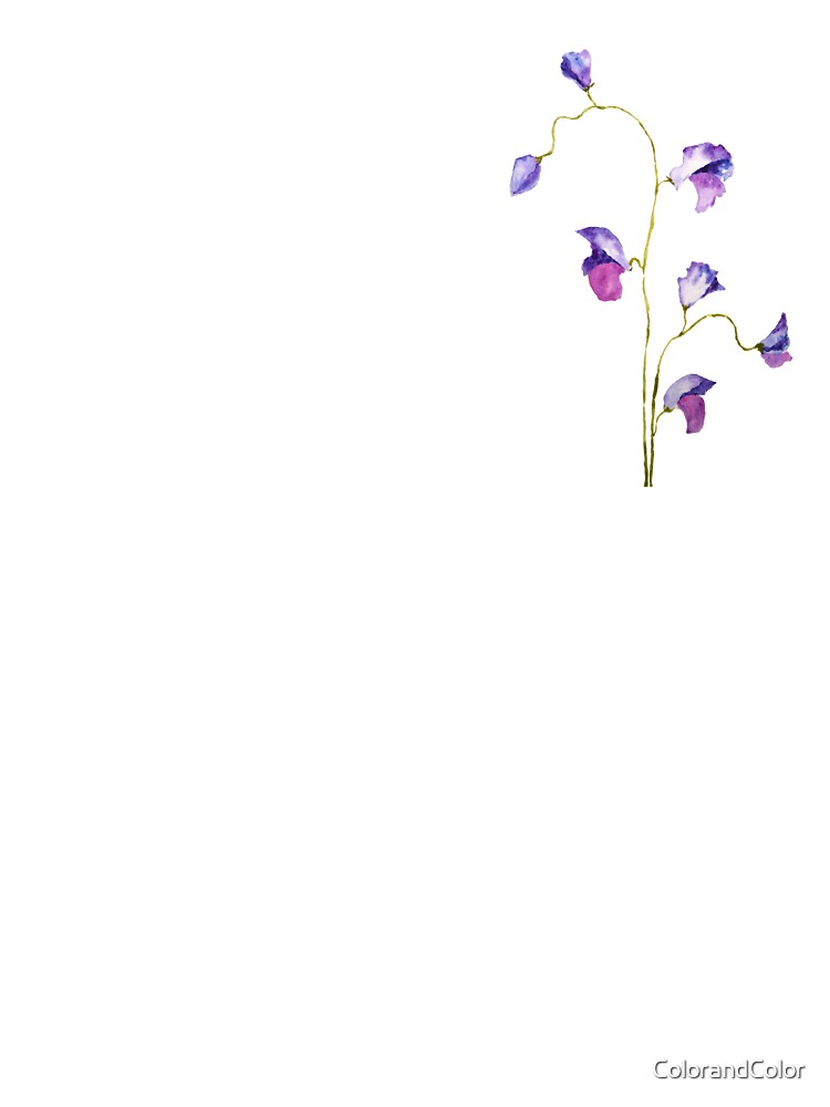 hand painted 2 elegant purple sweet peas flower watercolor by ColorandColor