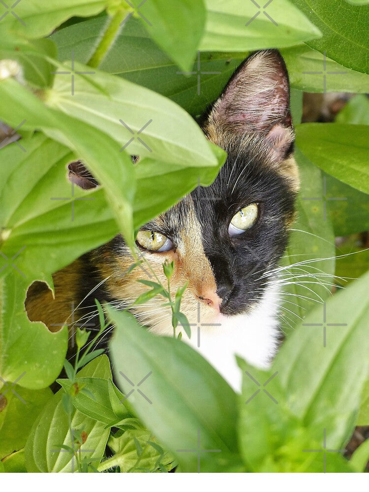 Calico Cat in the Zinnias by Frankie Cat Photography