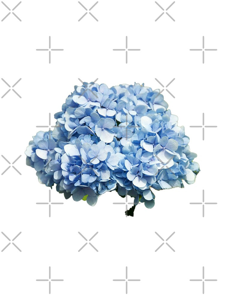 blue hydrangea by rinamg
