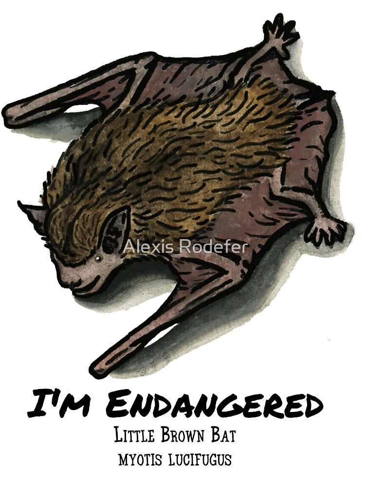 Little Brown Bat- I'm Endangered by Alexis Rodefer