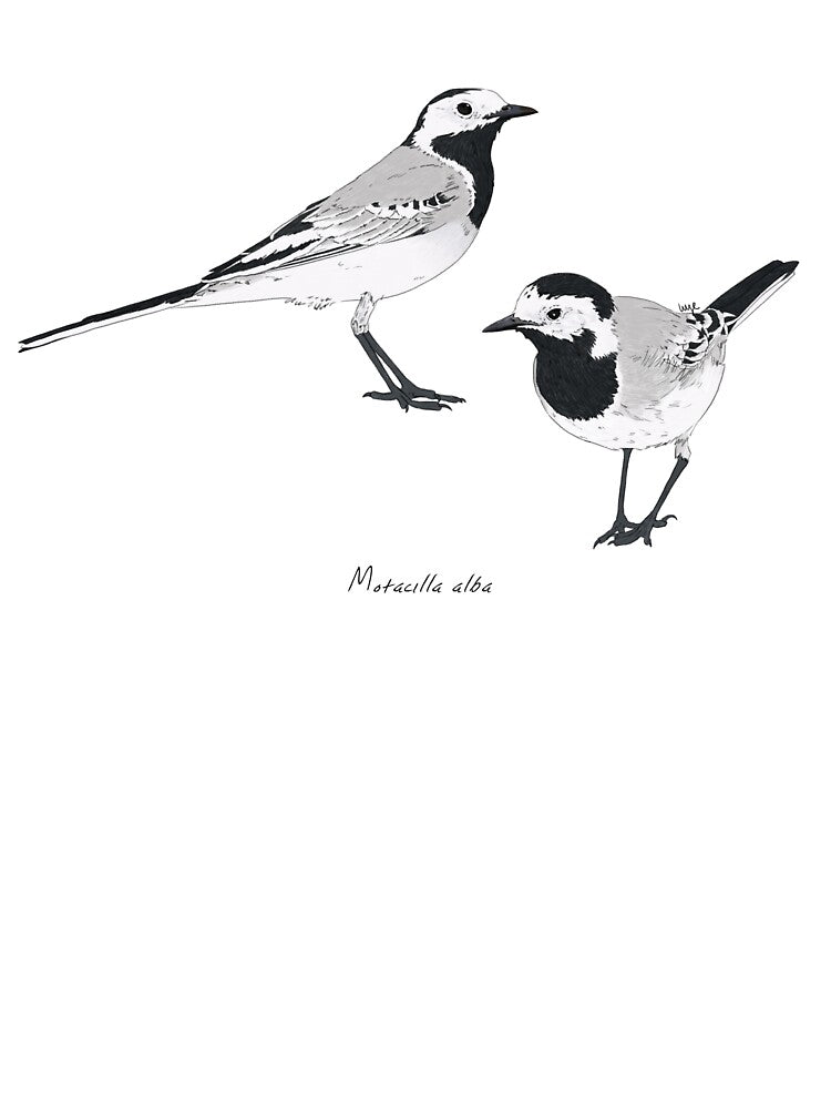 White Wagtail by Luzeilustración