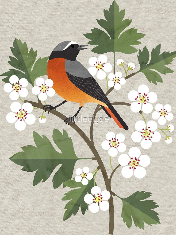 Common Redstart on Hawthorn Flowers by littleclyde